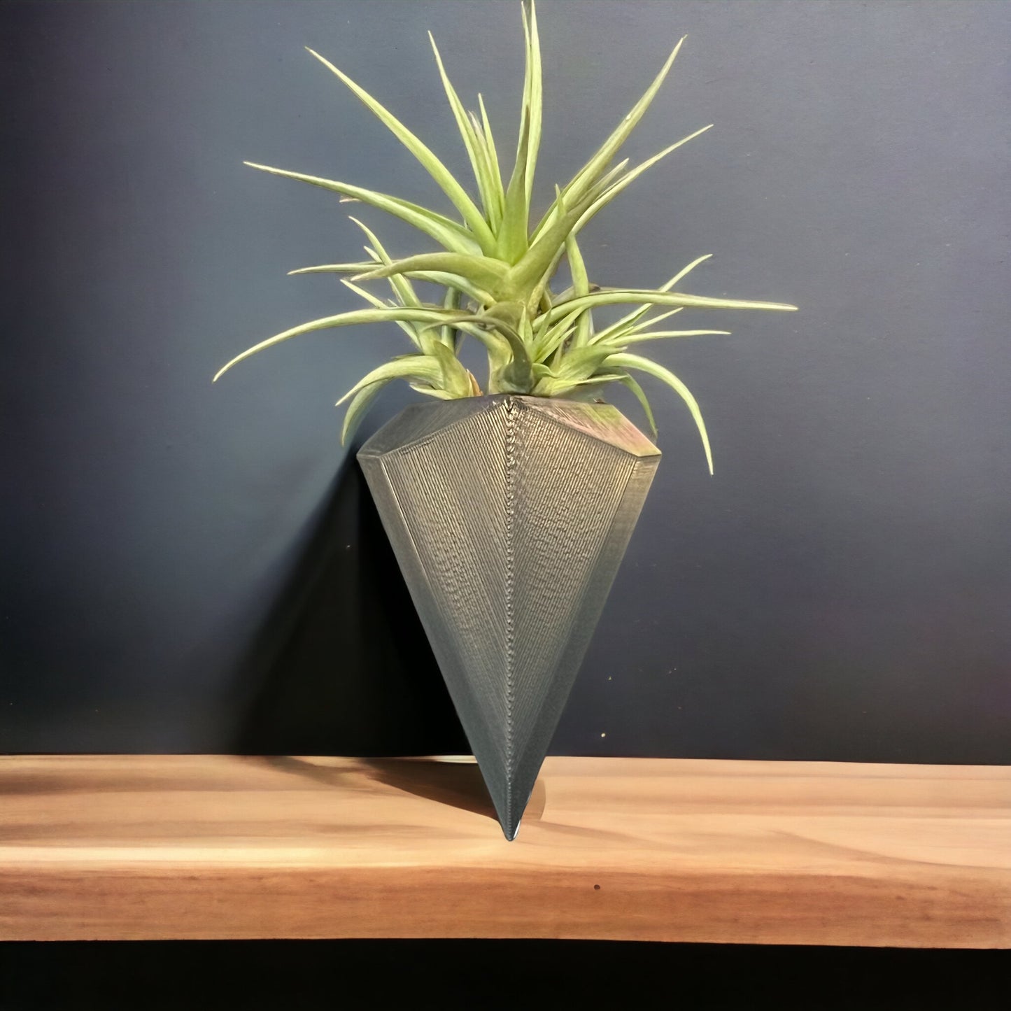 Air Plant Wall Vase